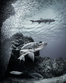  Tarpon hunting silversides  